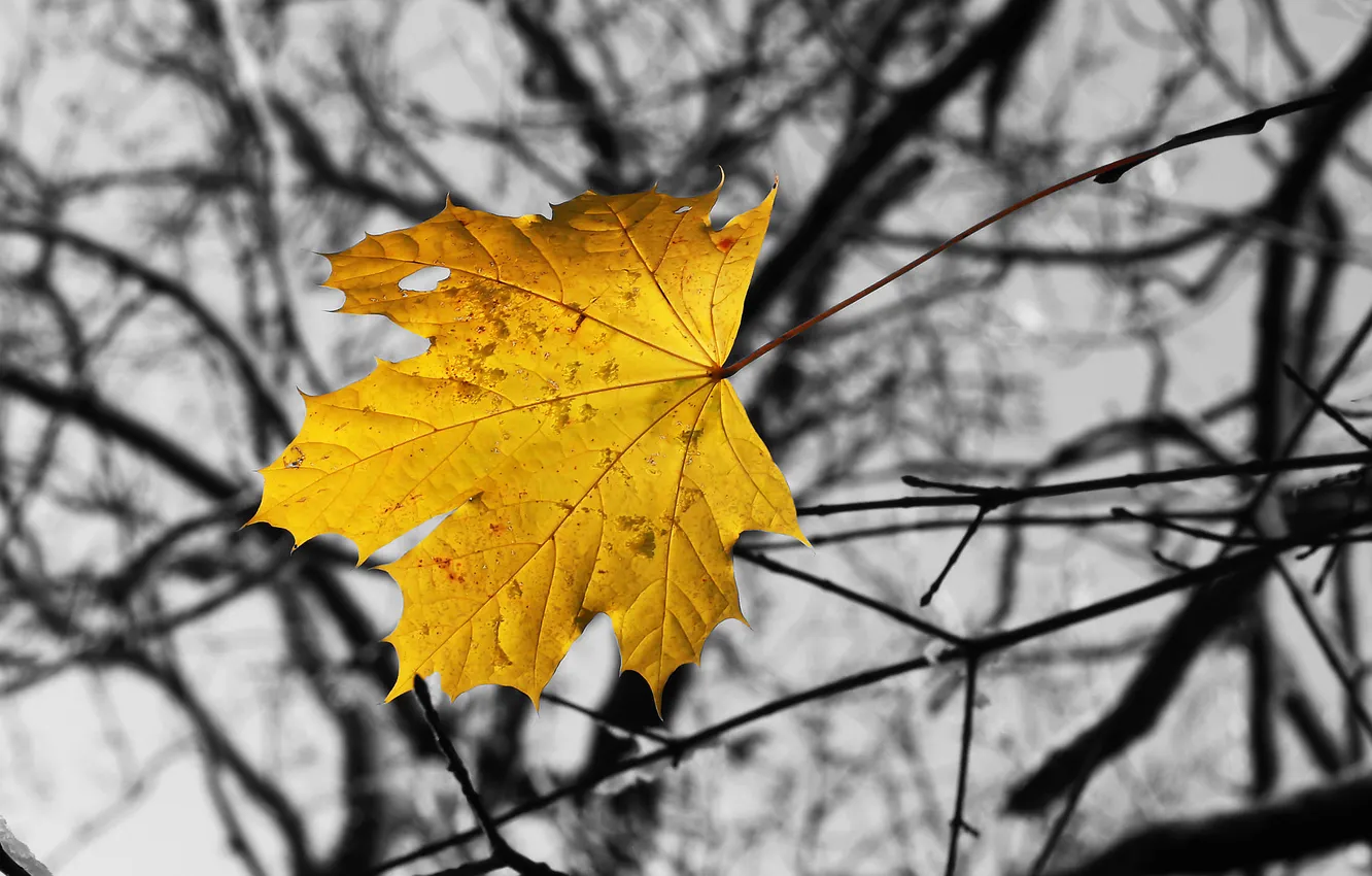 Photo wallpaper autumn, macro, branches, sheet, last