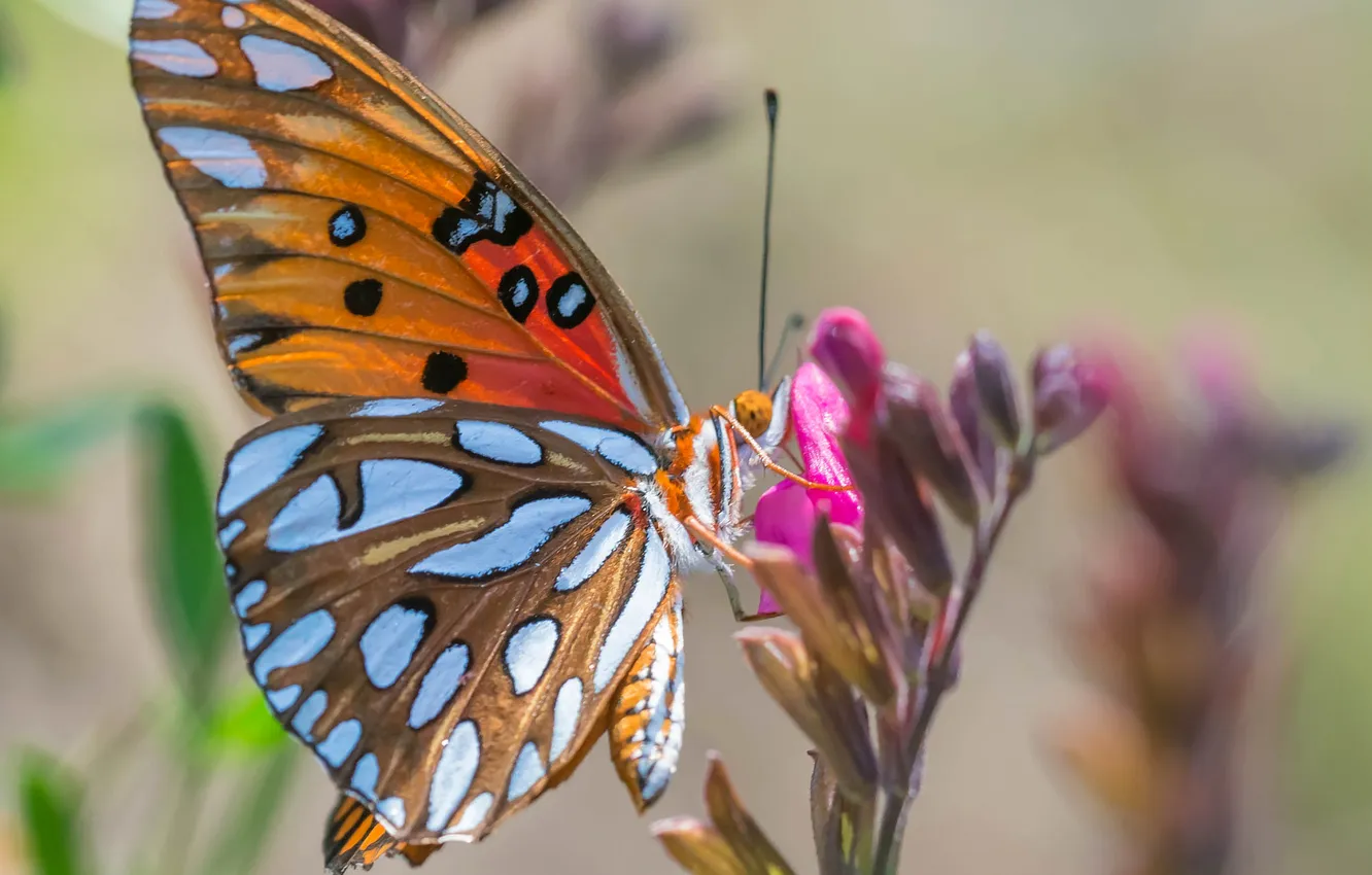 Photo wallpaper flowers, nature, butterfly, plant, insect, moth