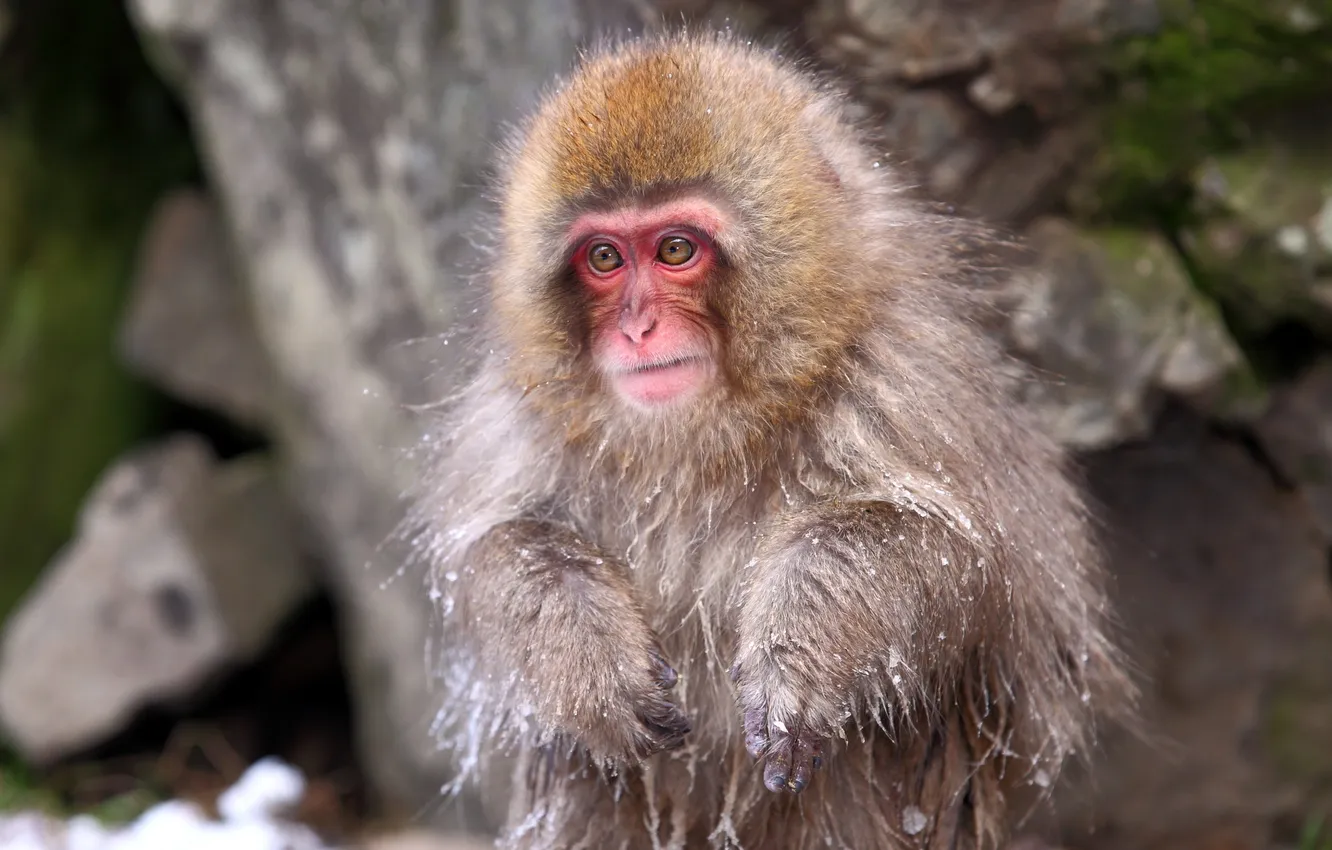 Photo wallpaper nature, background, Japan, Nagano, Snow Monkey