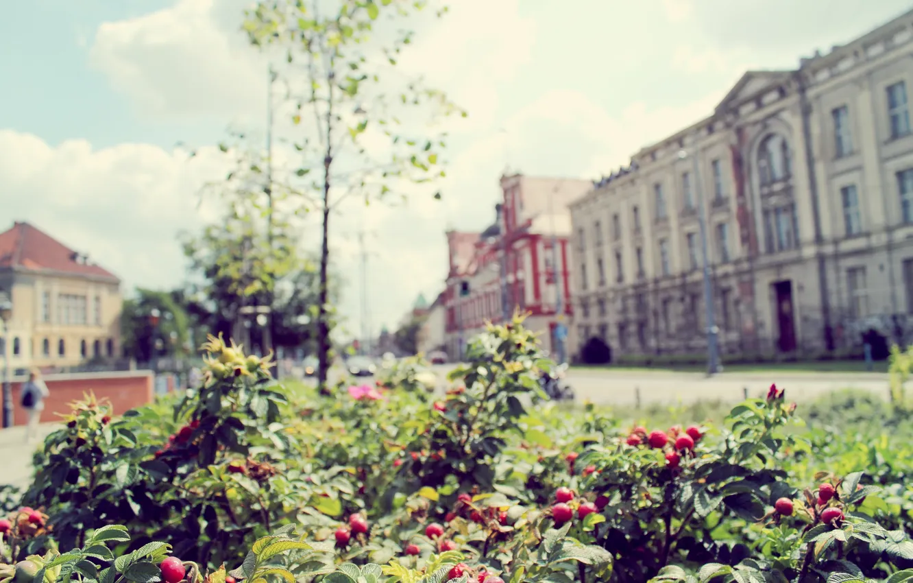 Photo wallpaper summer, trees, berries, street, building, the bushes