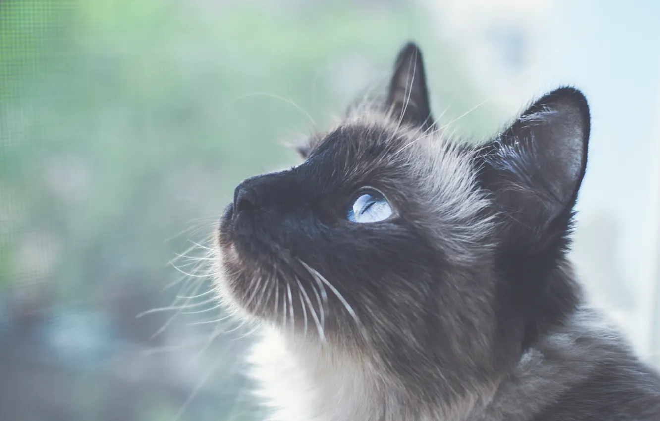 Photo wallpaper cat, cat, look, animal, blue eyes, eyes, cat, blue eyes