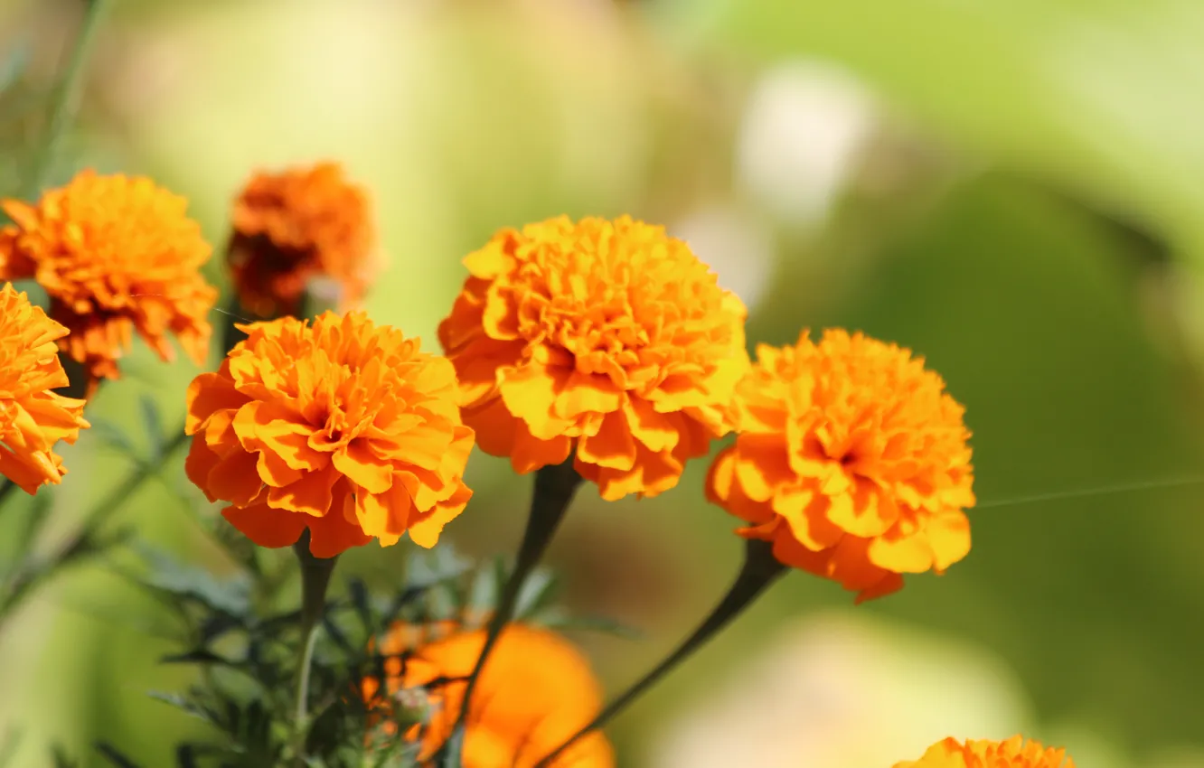 Photo wallpaper flowers, nature, orange, marigolds