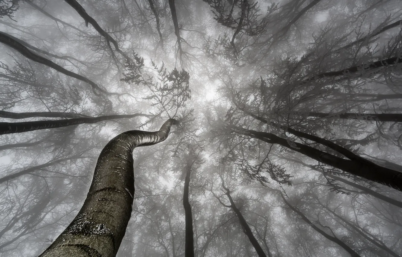 Photo wallpaper trees, branches, fog, trees, fog, branches, Tom Pavlasek