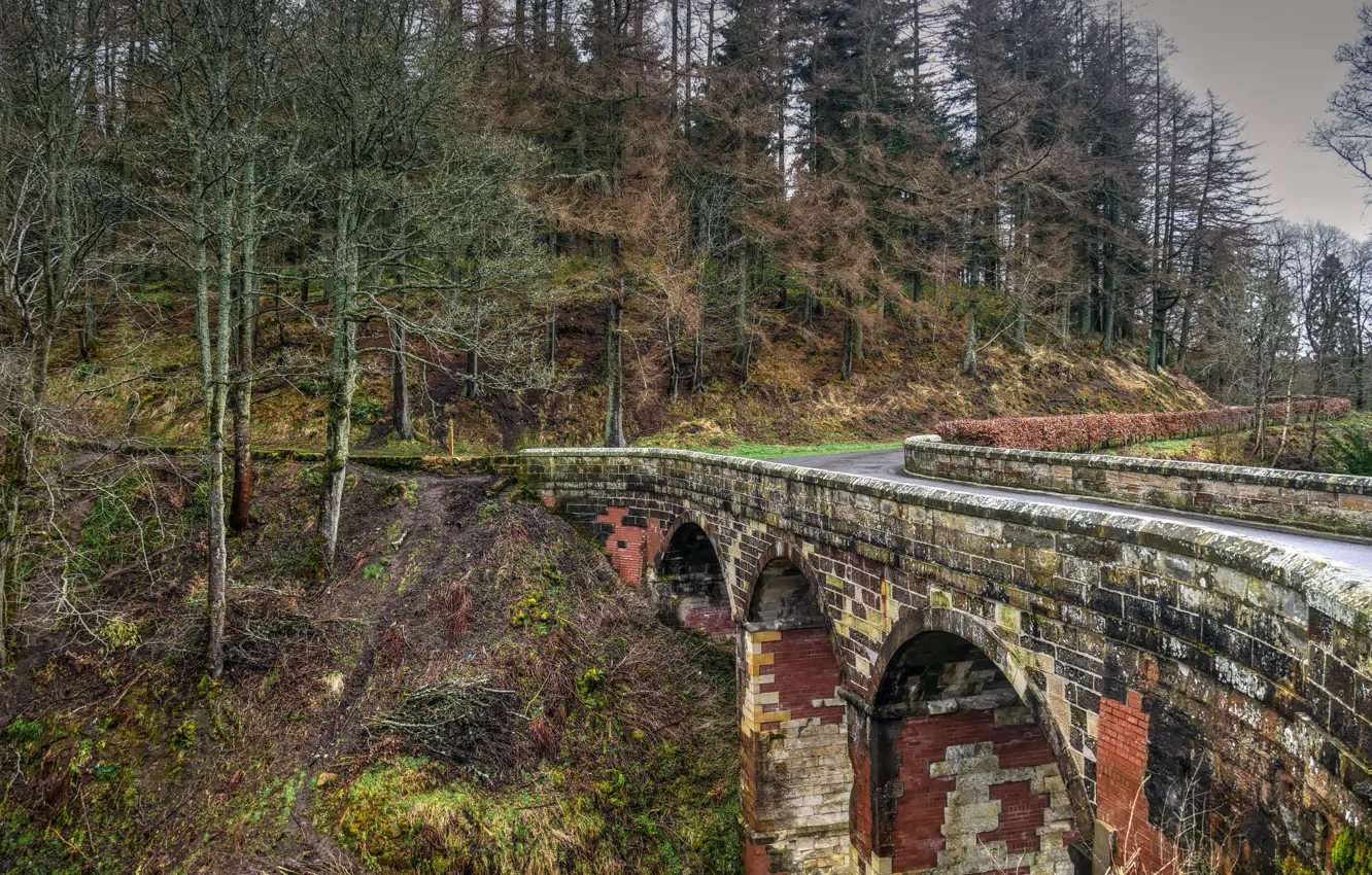 Photo wallpaper road, forest, bridge