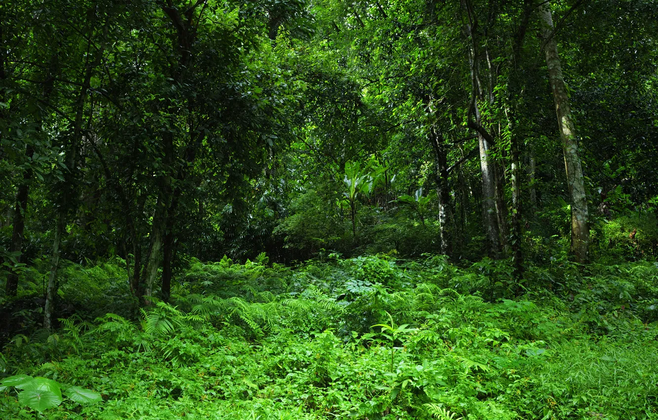 Photo wallpaper greens, forest, grass, trees, tropics, jungle, jungle