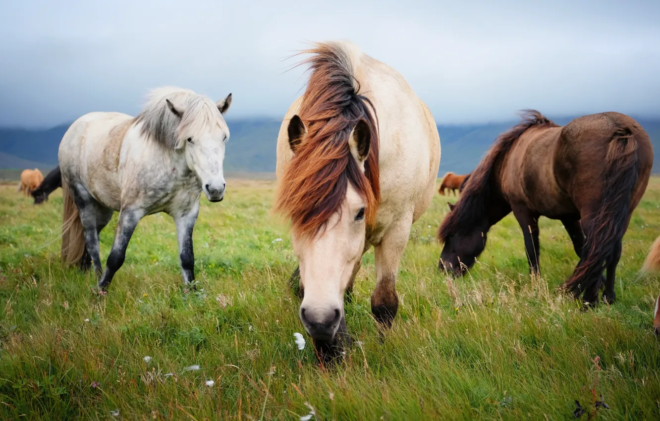 Photo wallpaper field, grass, horse