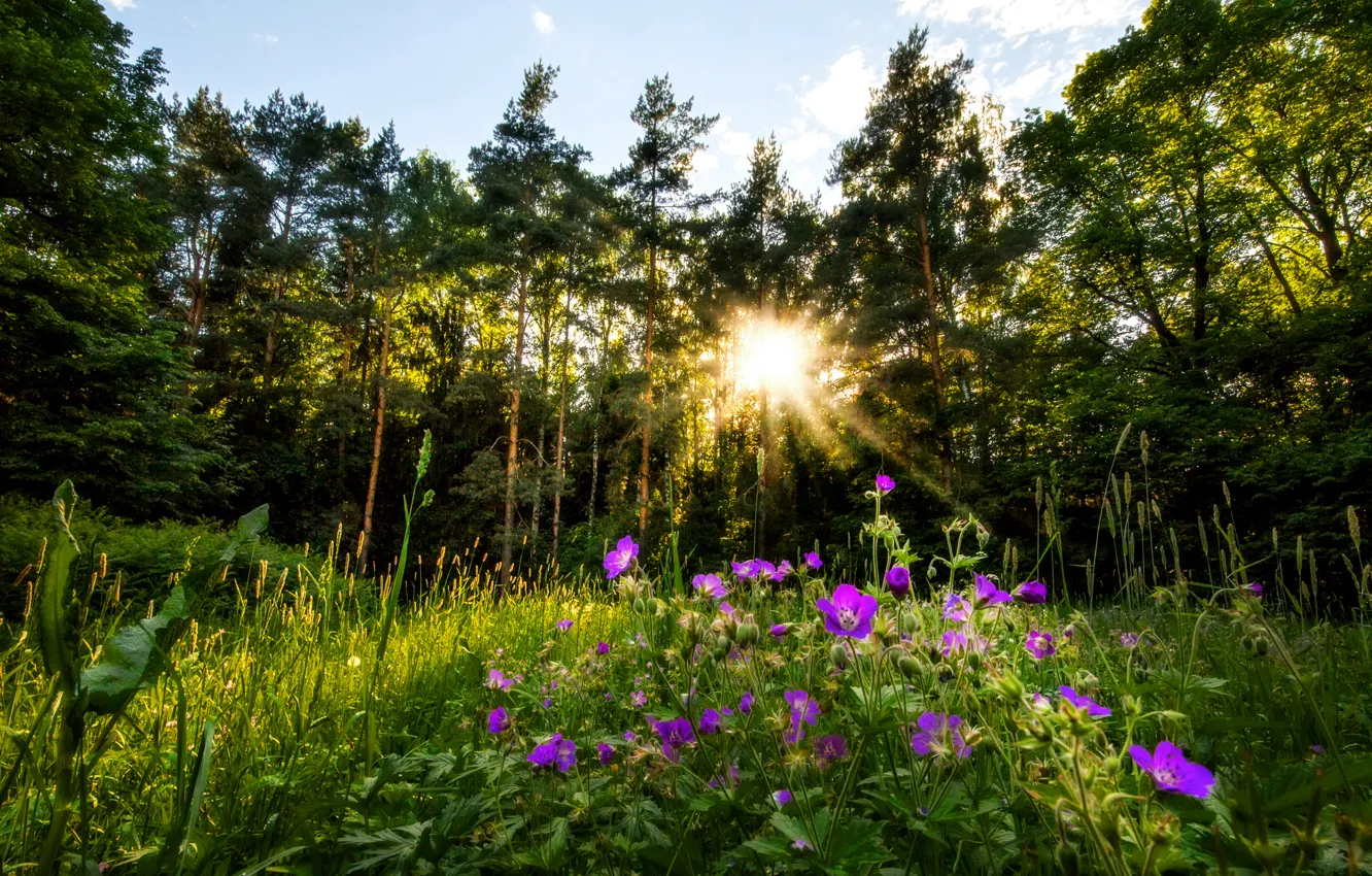 Photo wallpaper forest, the sun, flowers, the evening