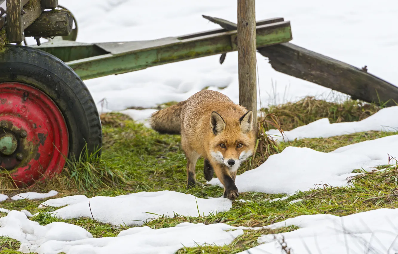 Photo wallpaper grass, snow, wheel, Fox, Fox, ©Tambako The Jaguar