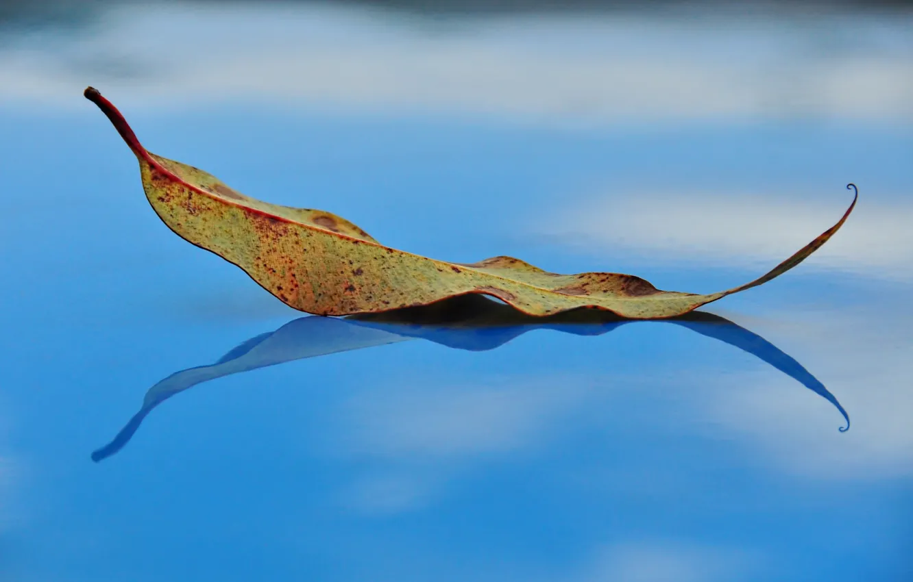 Photo wallpaper autumn, sheet, reflection