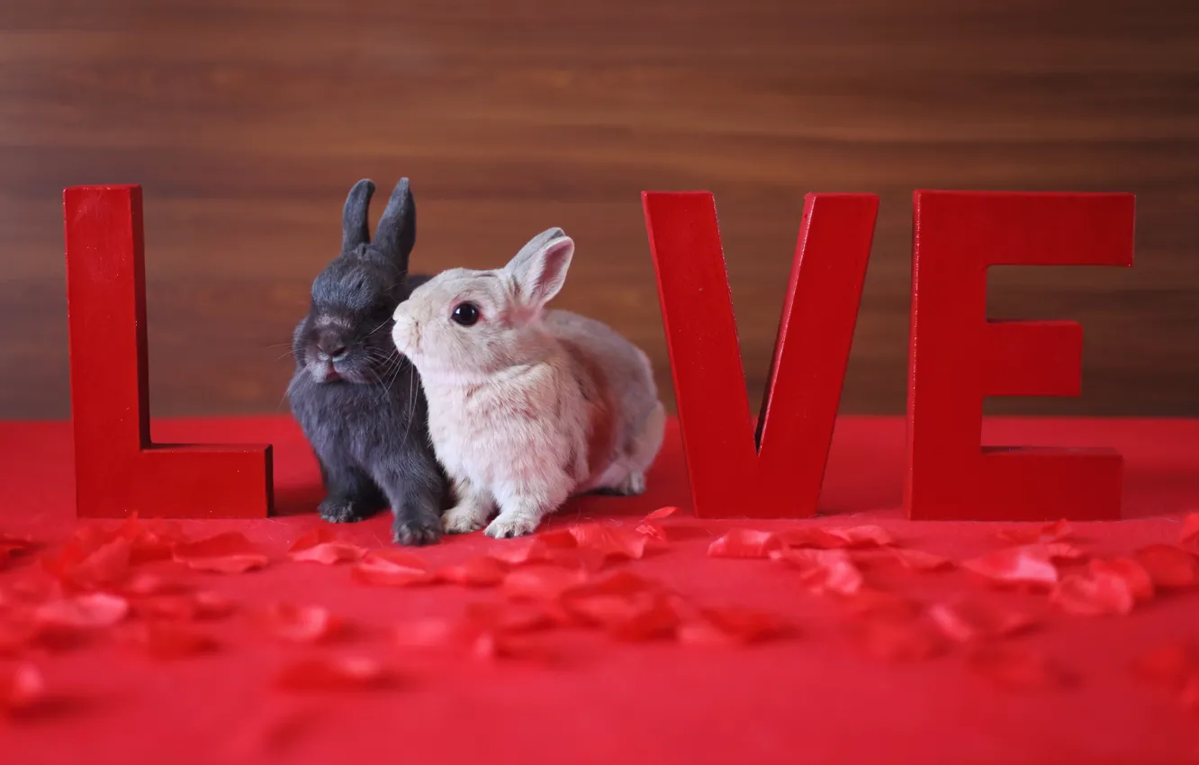 Photo wallpaper holiday, Love, rabbits