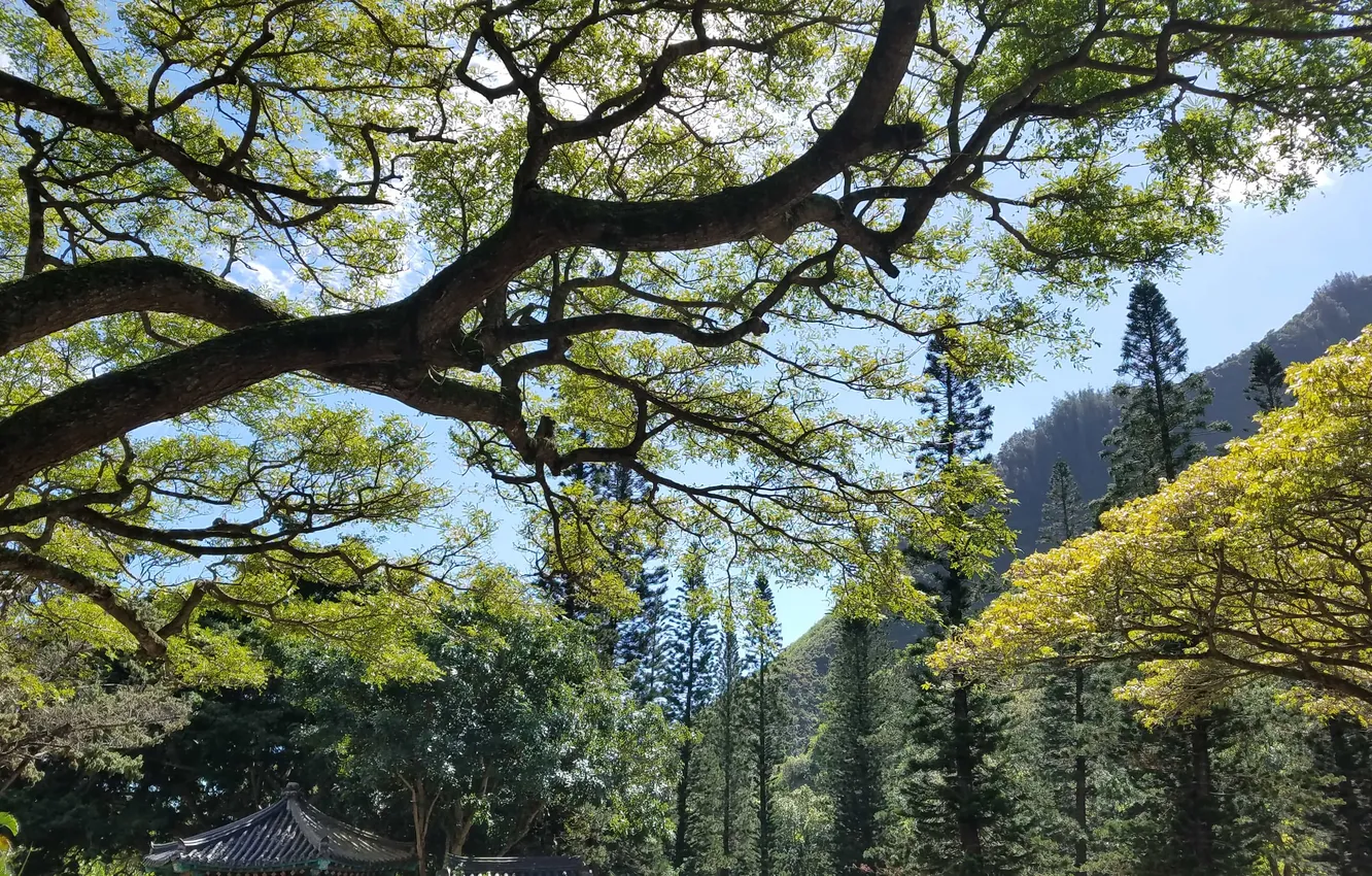 Photo wallpaper trees, nature, Park, trees, nature, park