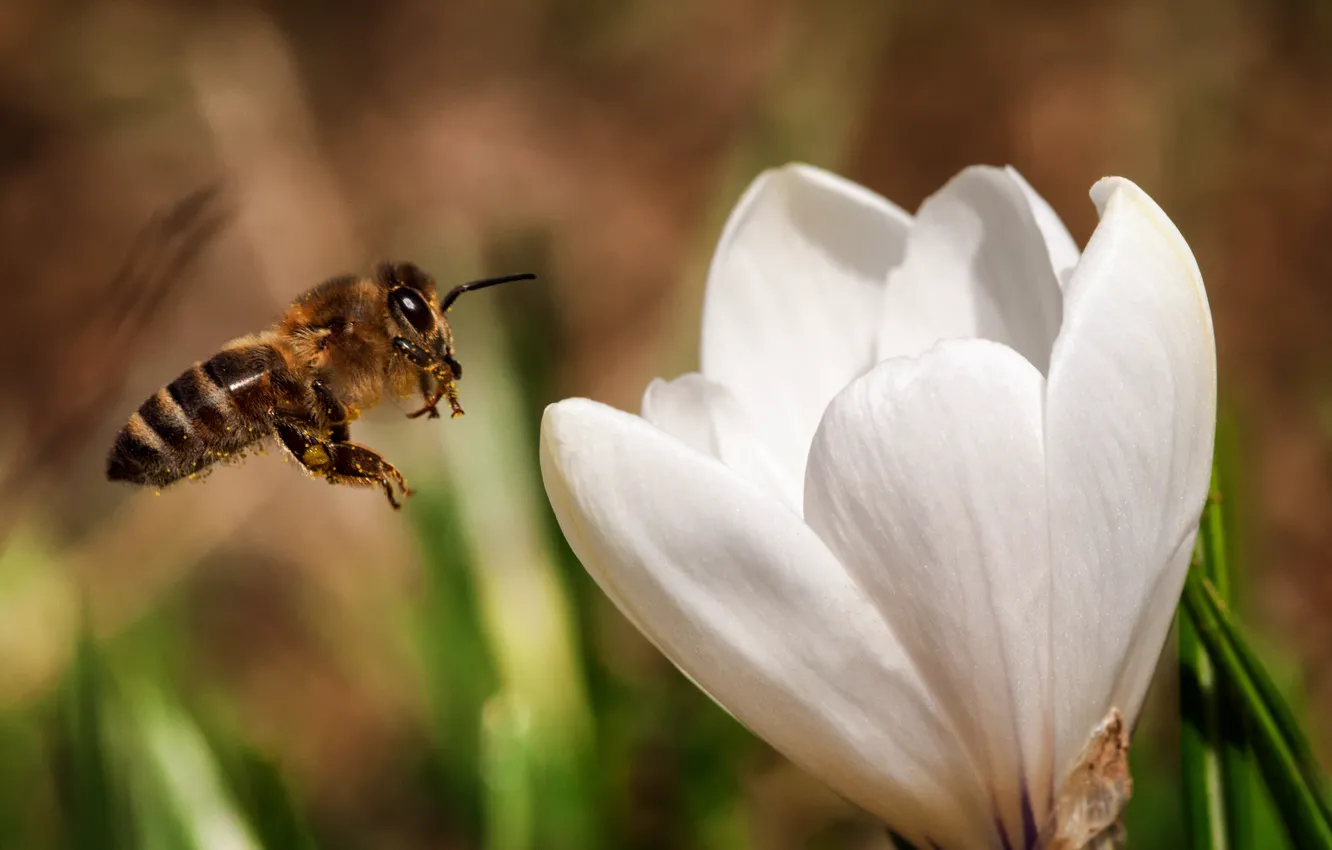 Photo wallpaper white, flower, nature, nectar, bee, insect