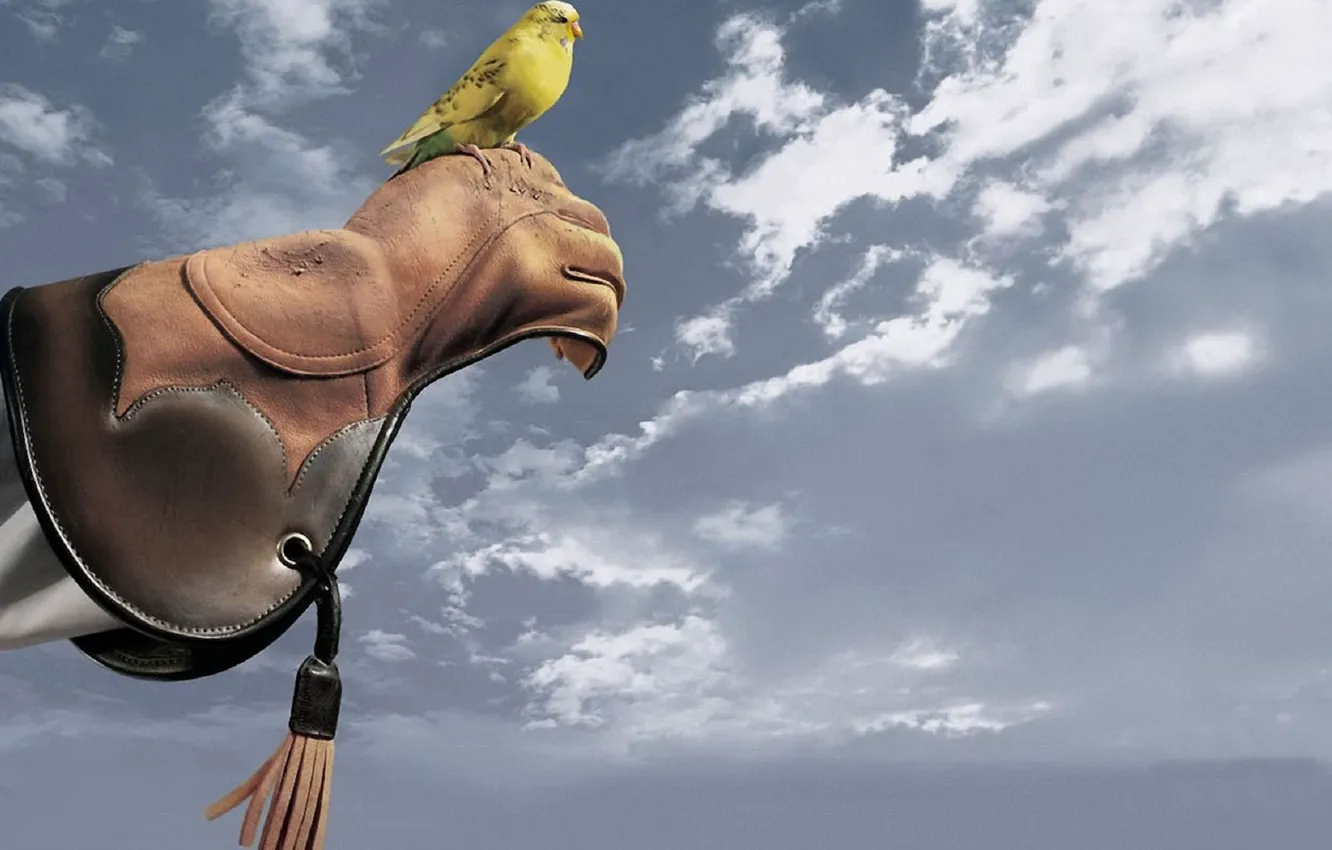 Photo wallpaper the sky, gloves, Parrot