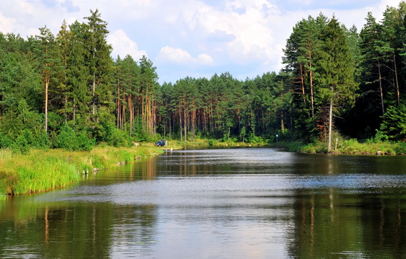 Photo wallpaper forest, the sky, grass, clouds, trees, landscape, nature, river