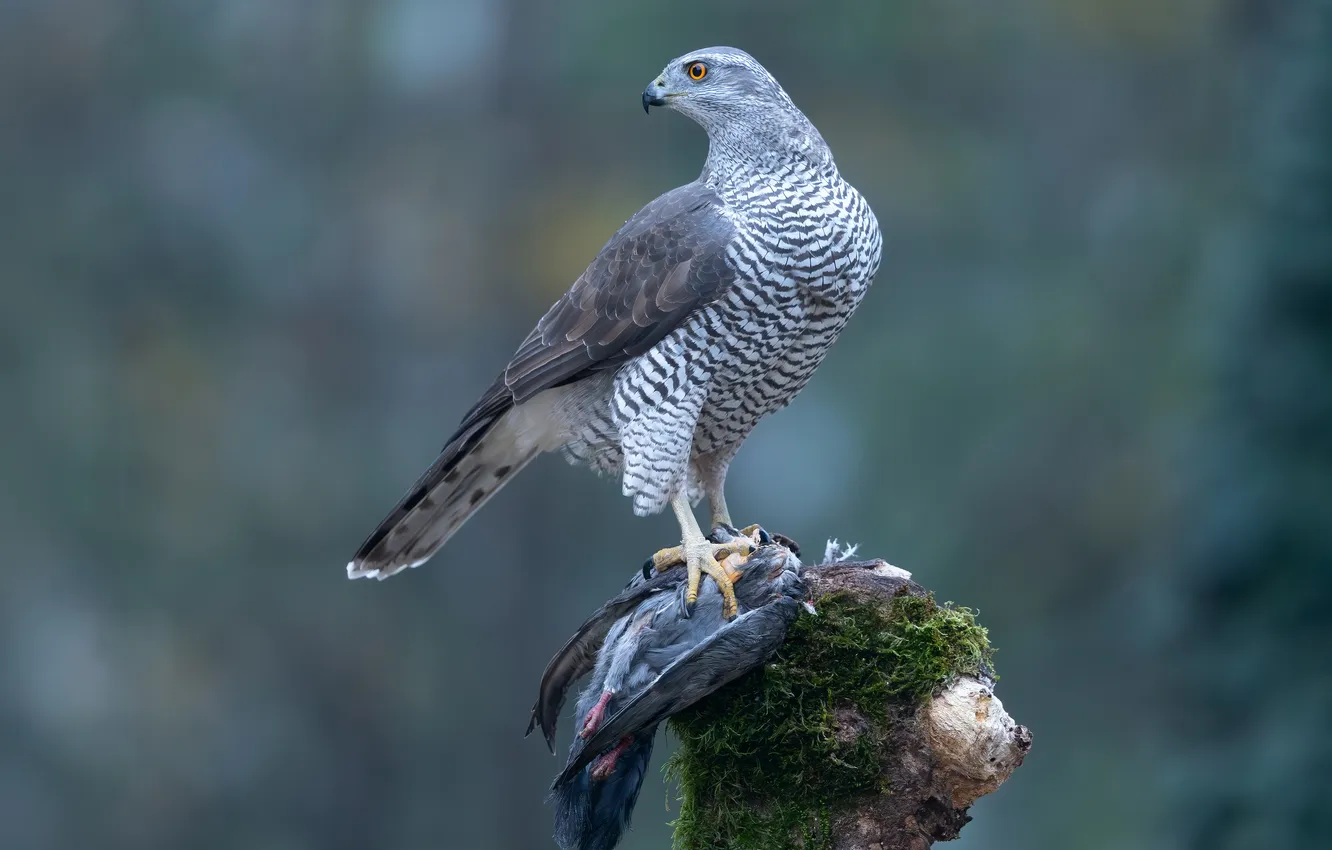 Photo wallpaper bird, predator, Goshawk