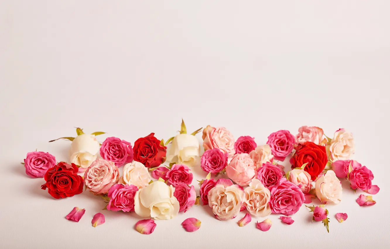 Photo wallpaper background, roses, pink, buds, Yarovoy Aleksandr