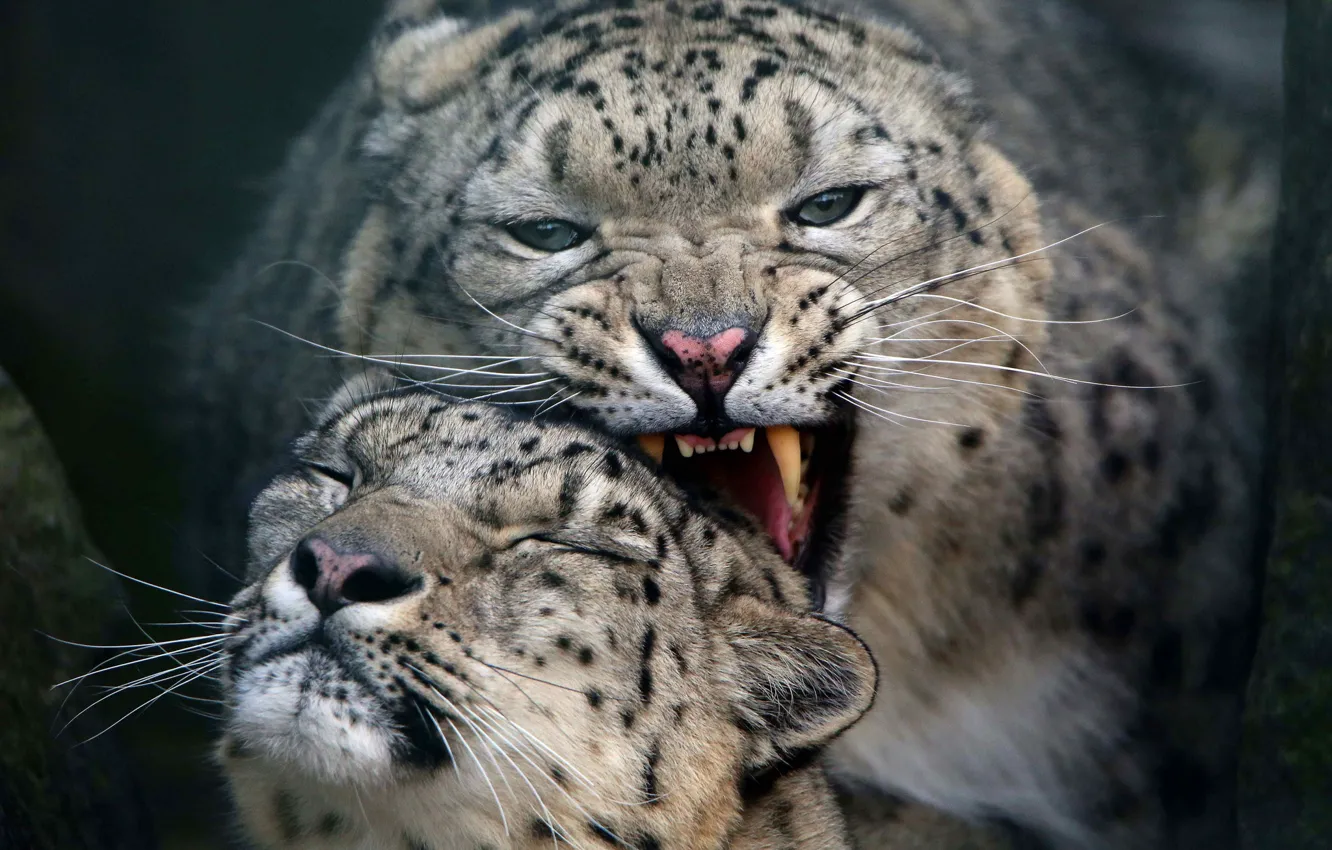 Photo wallpaper cats, pair, snow leopard