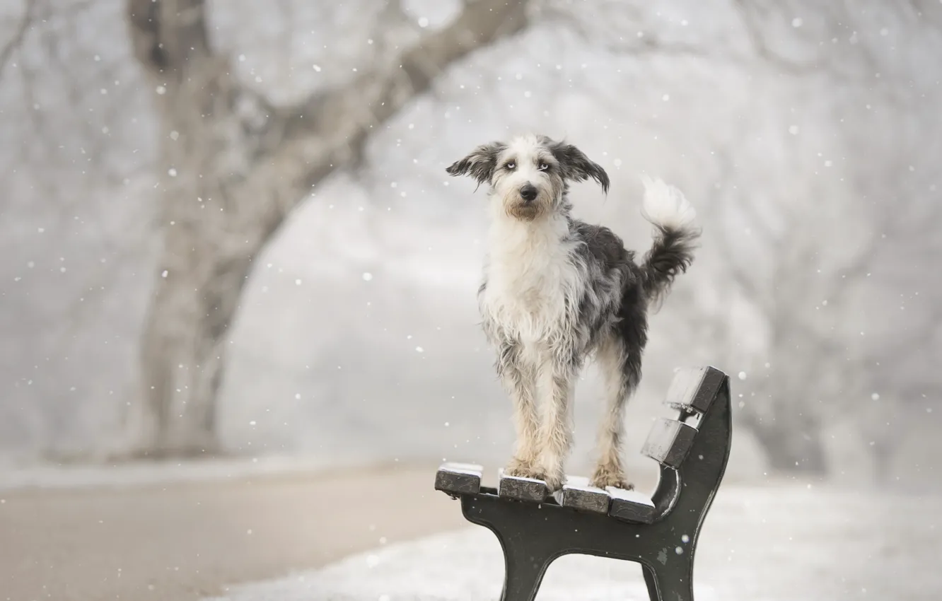 Photo wallpaper winter, each, dog, bench
