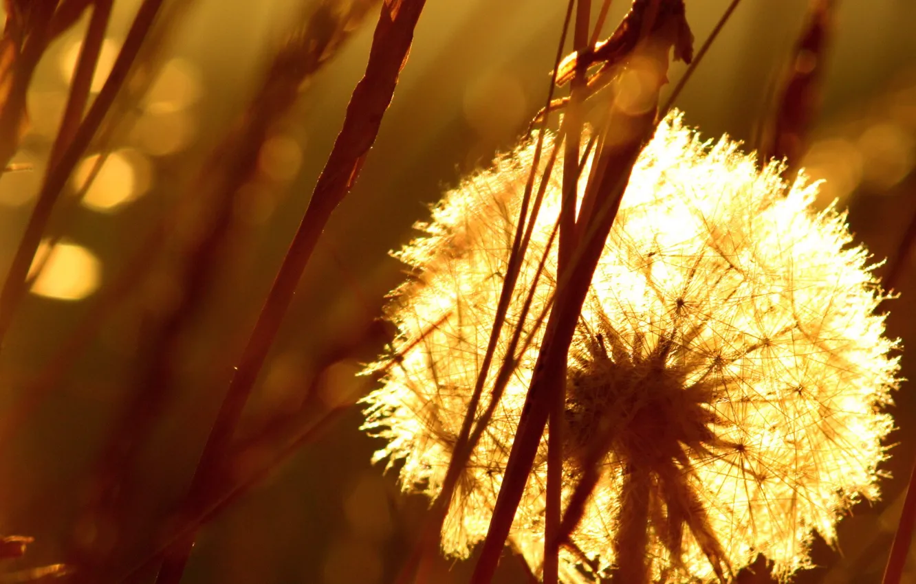 Photo wallpaper dandelion, Grass, fluff