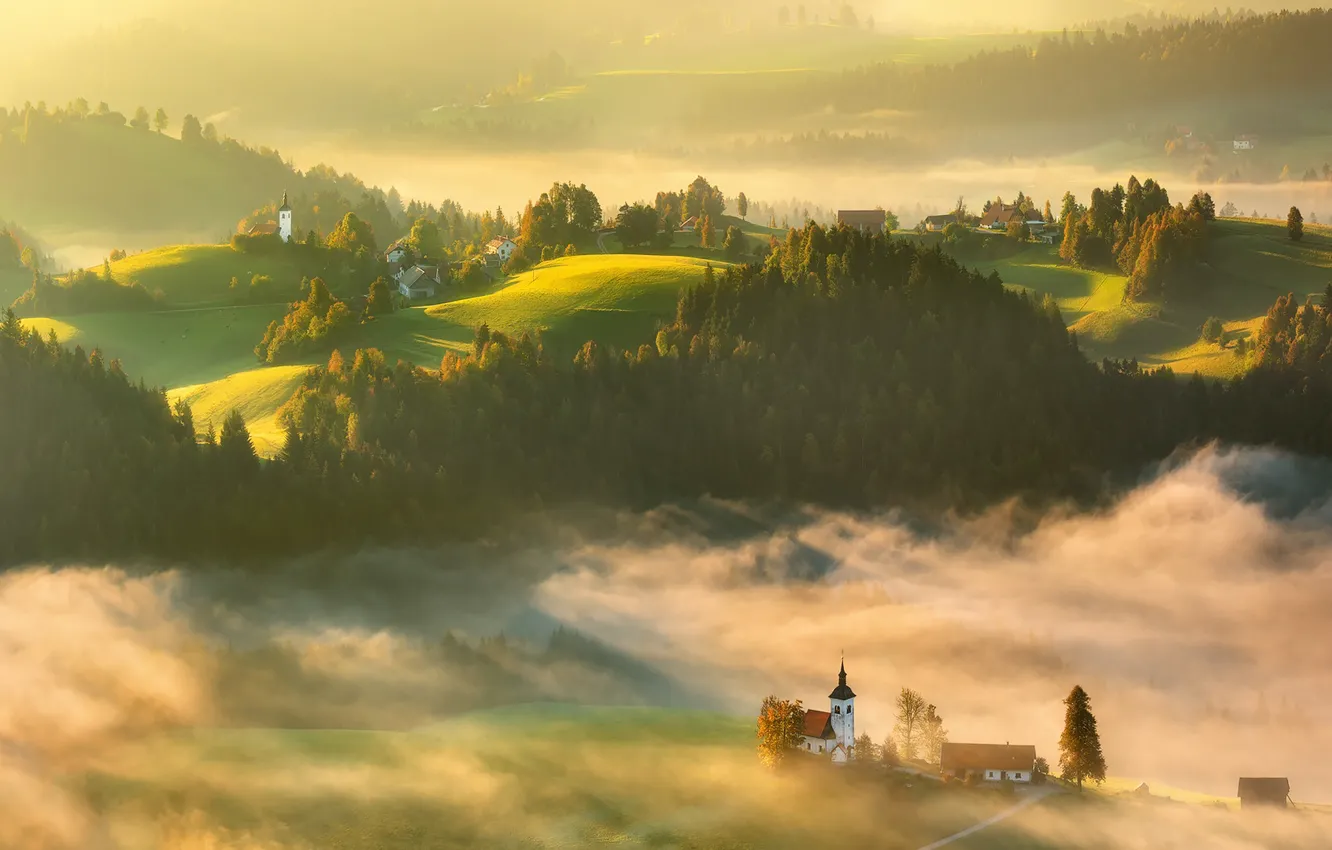 Photo wallpaper forest, fog, dawn, hills, beauty, dal, morning, slope