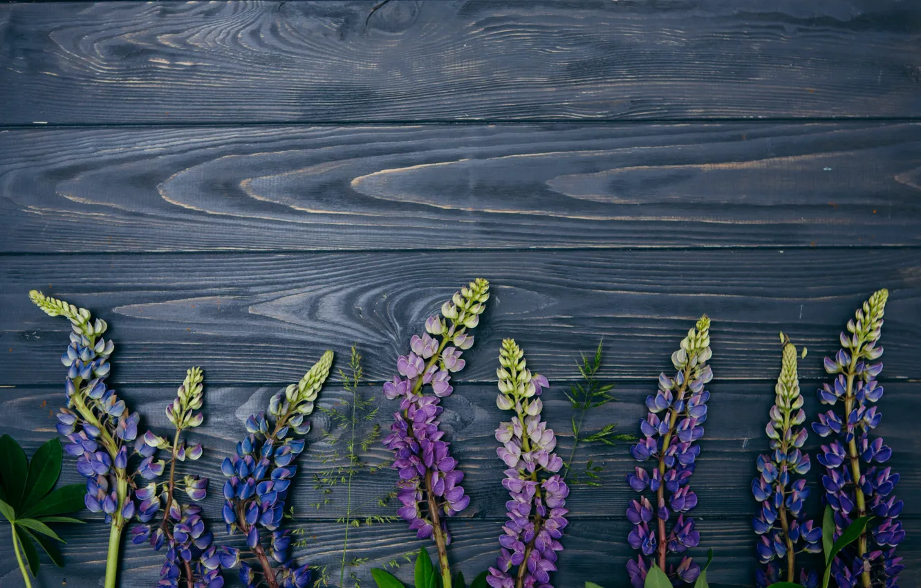 Photo wallpaper flowers, background, wood, flowers, purple, lupins, lupine