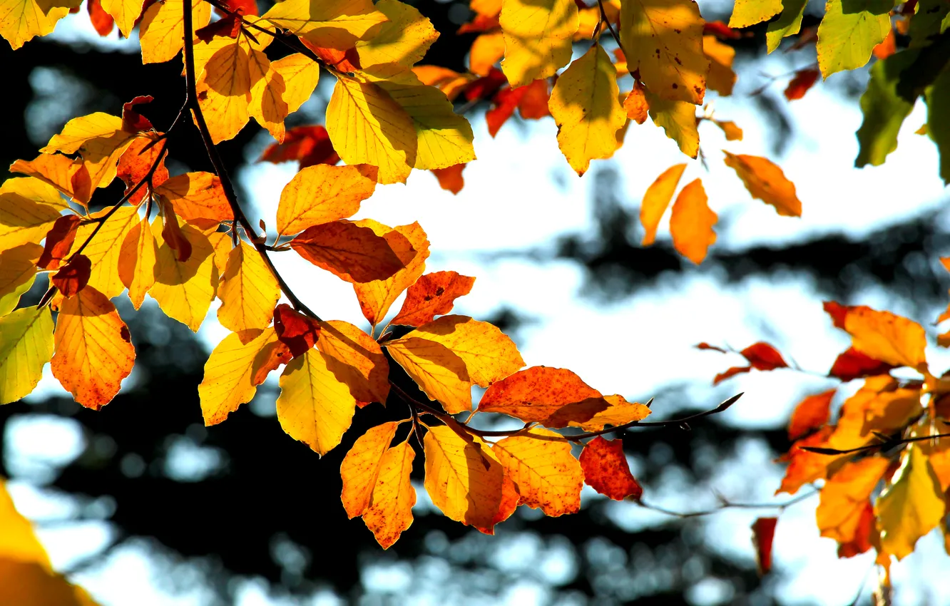 Photo wallpaper autumn, color, fall, twig