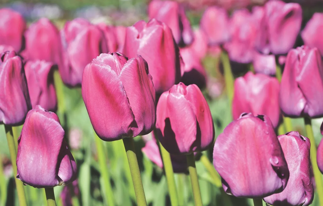 Photo wallpaper field, spring, tulips