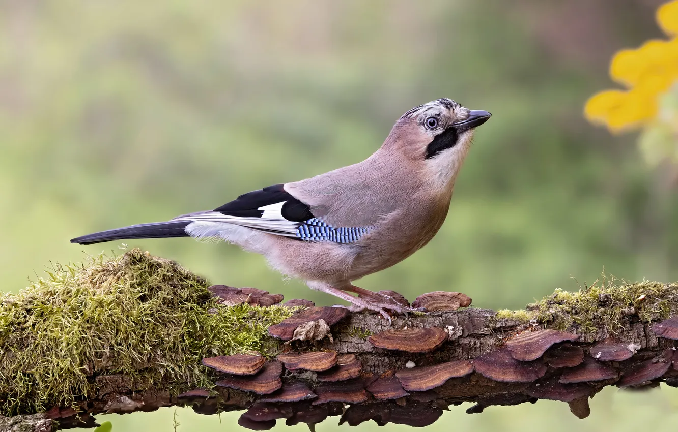 Photo wallpaper bird, branch, Jay
