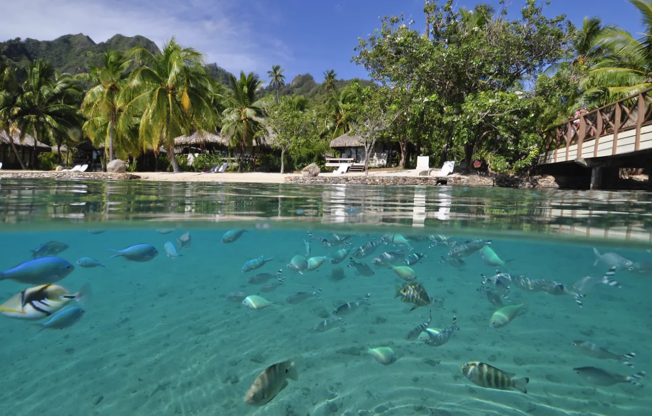 Photo wallpaper water, transparency, palm trees, shore, fish, Laguna, Bungalow