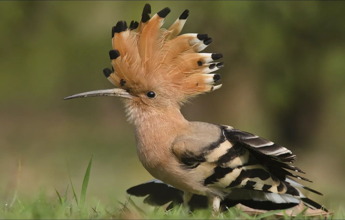 Photo wallpaper animals, bird, hairdo, high fashion)