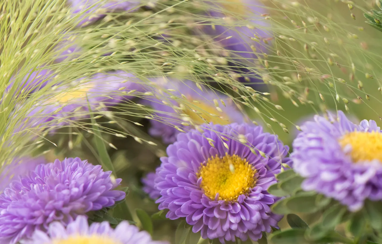Photo wallpaper flowers, garden, spikelets, lilac, asters
