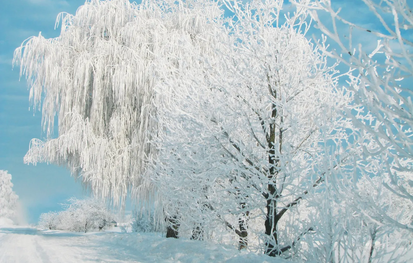 Photo wallpaper winter, the sky, trees