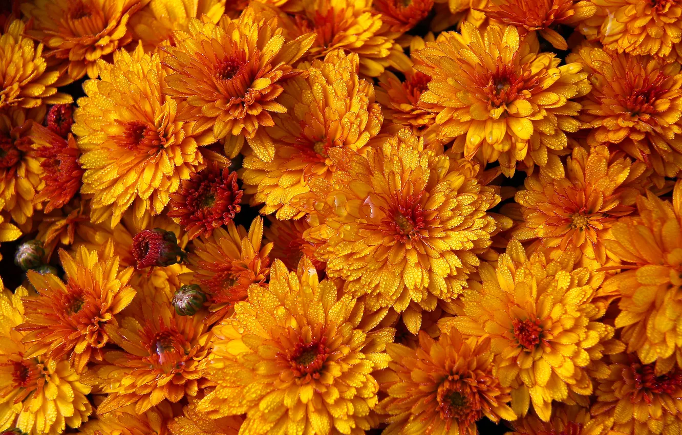 Photo wallpaper drops, macro, chrysanthemum