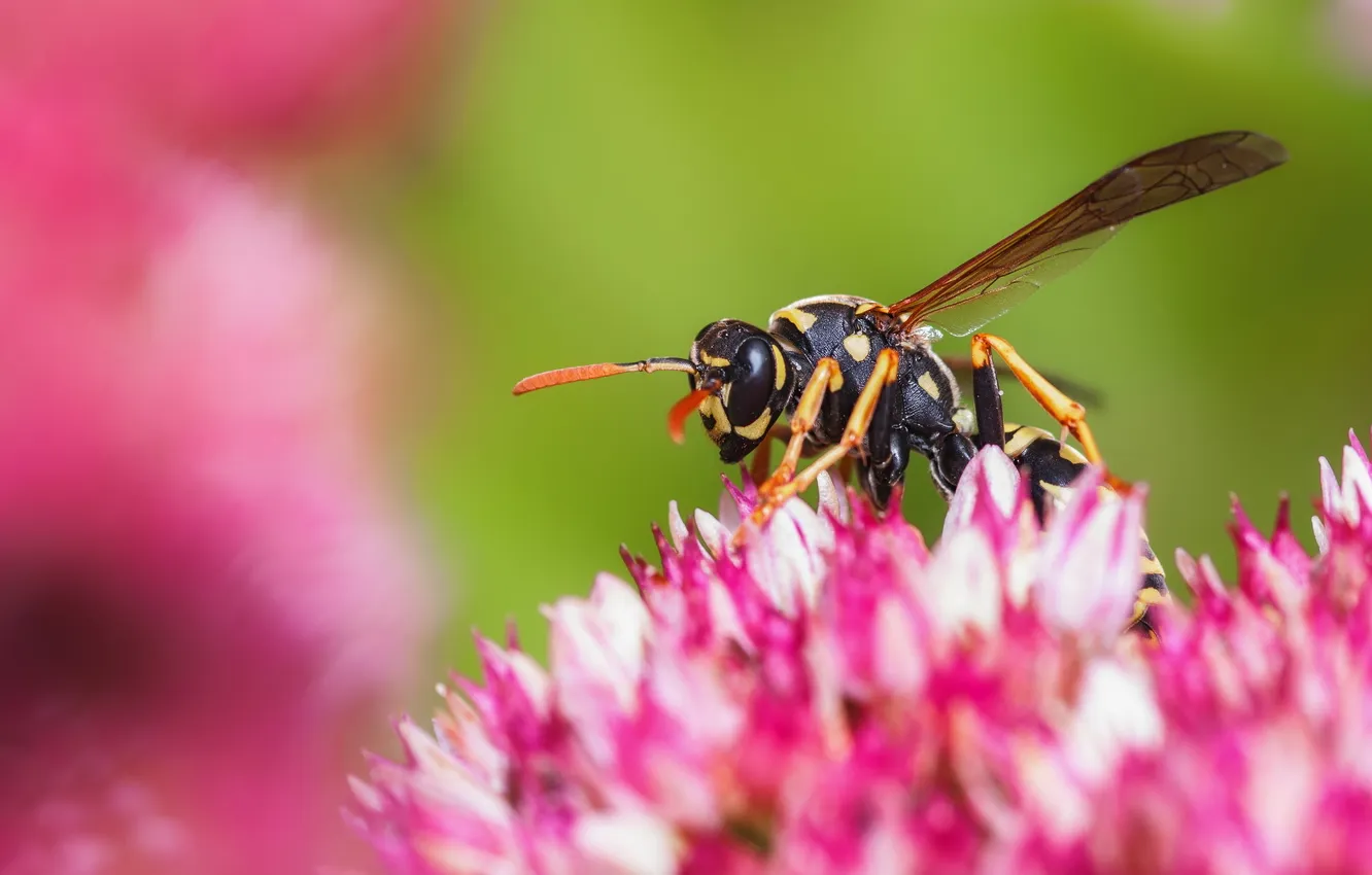 Photo wallpaper macro, nature, bee
