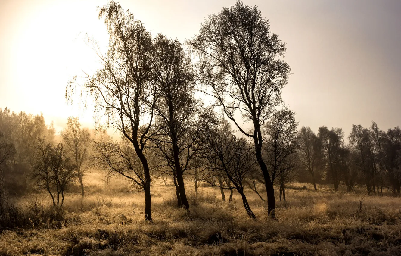 Photo wallpaper field, autumn, trees, nature