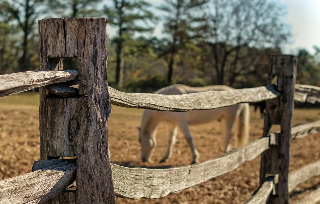 Photo wallpaper macro, horse, the fence