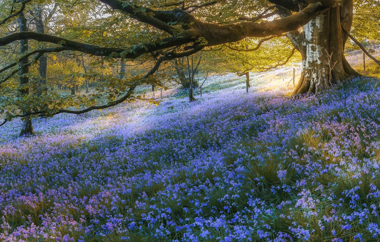 Photo wallpaper forest, trees, flowers, Scotland, bells, Scotland, Bluebell Wood, Gartmore