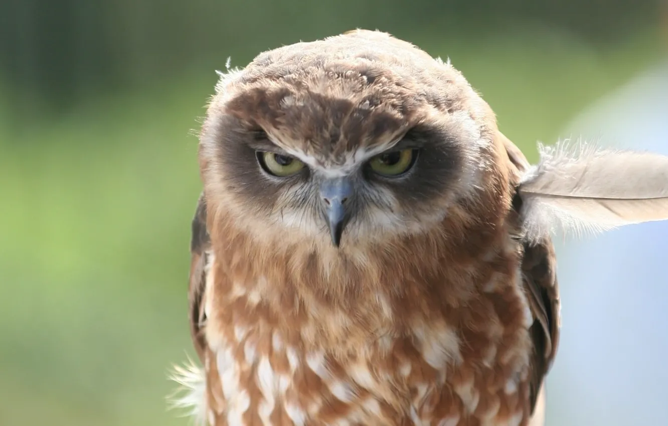 Photo wallpaper animals, birds, animals in the wild, one animal, brown and white owl