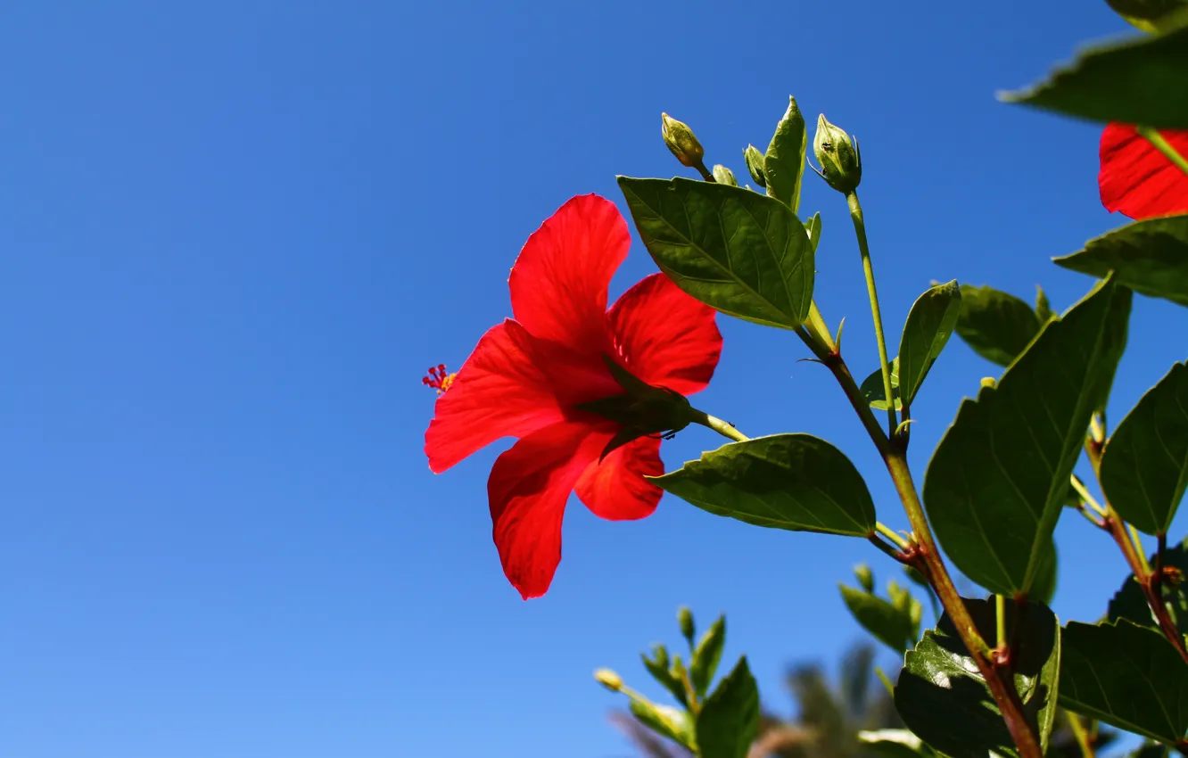 Photo wallpaper flower, the sky, red, blue