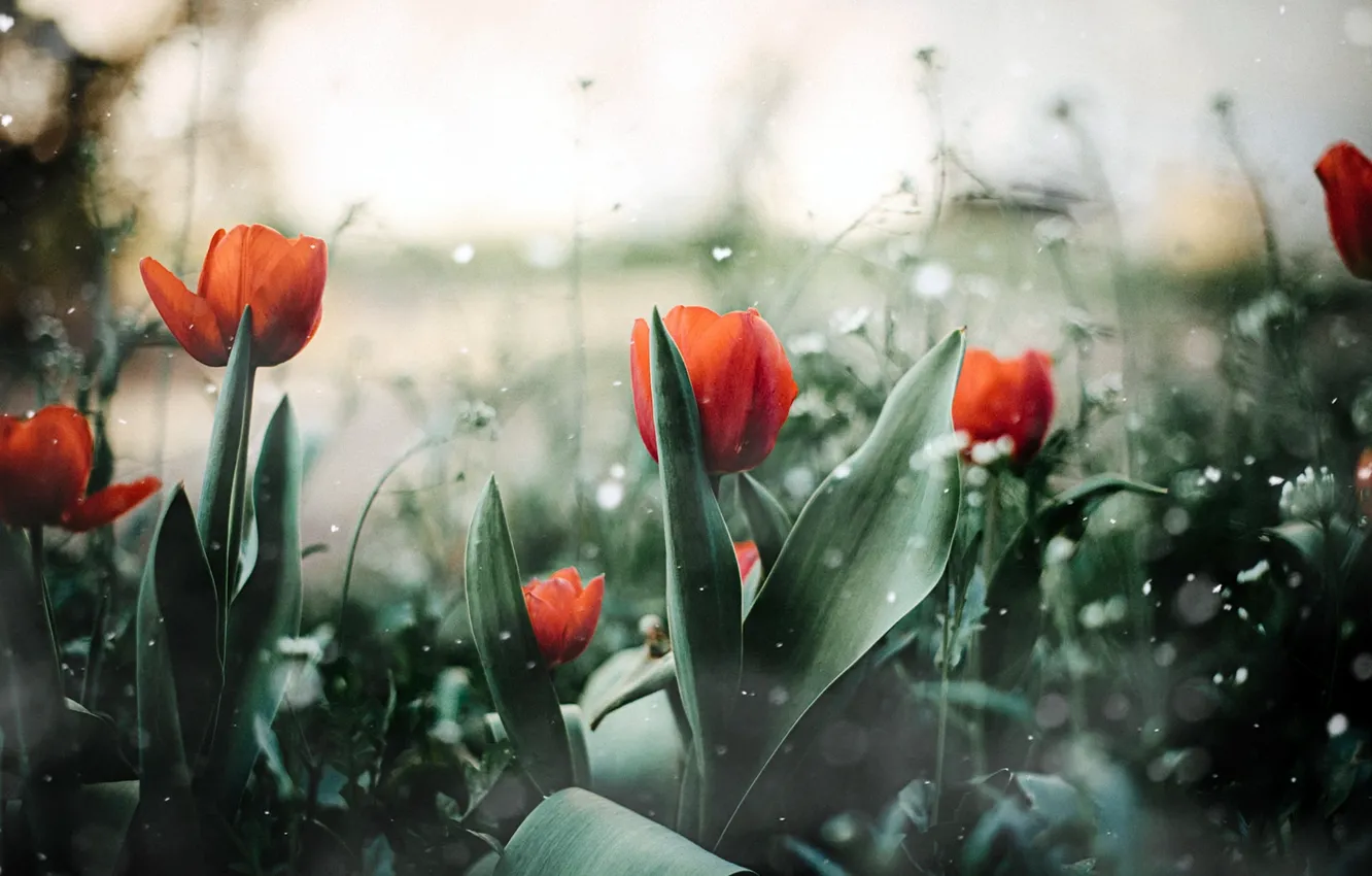 Photo wallpaper summer, flowers, tulips