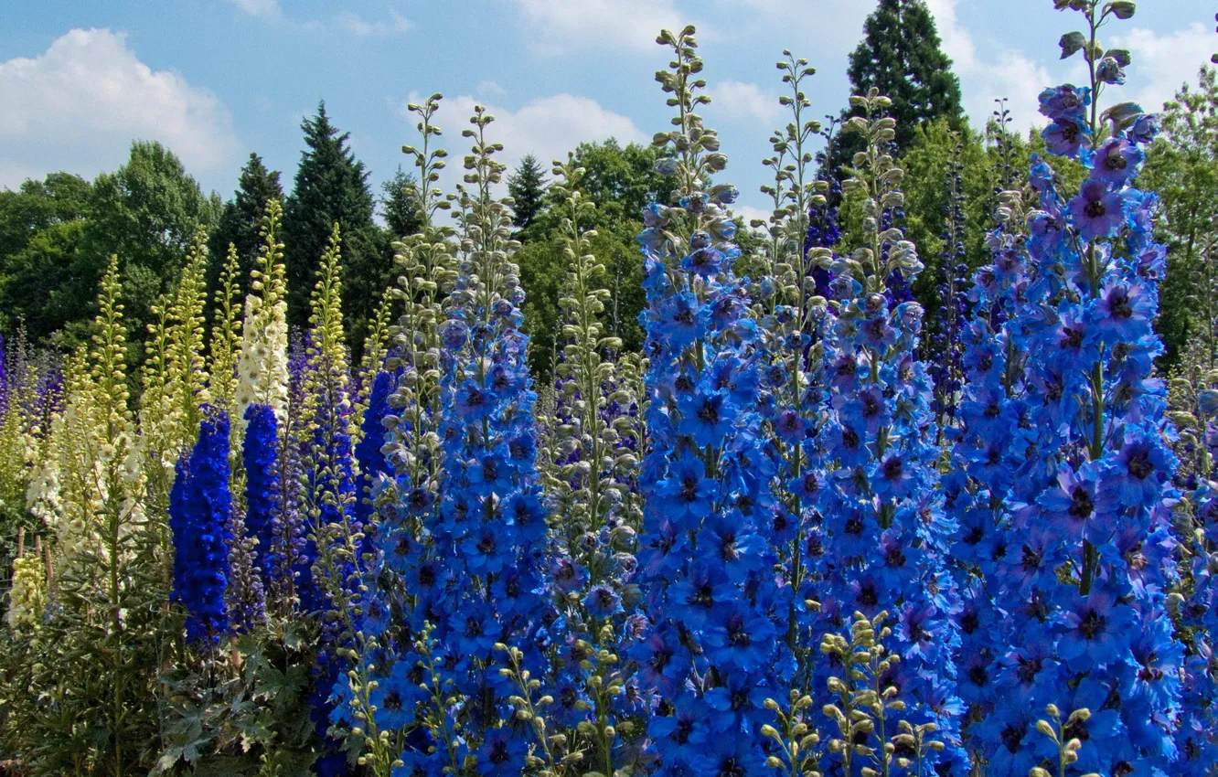 Photo wallpaper flowers, lilac, delphinium, Larkspur