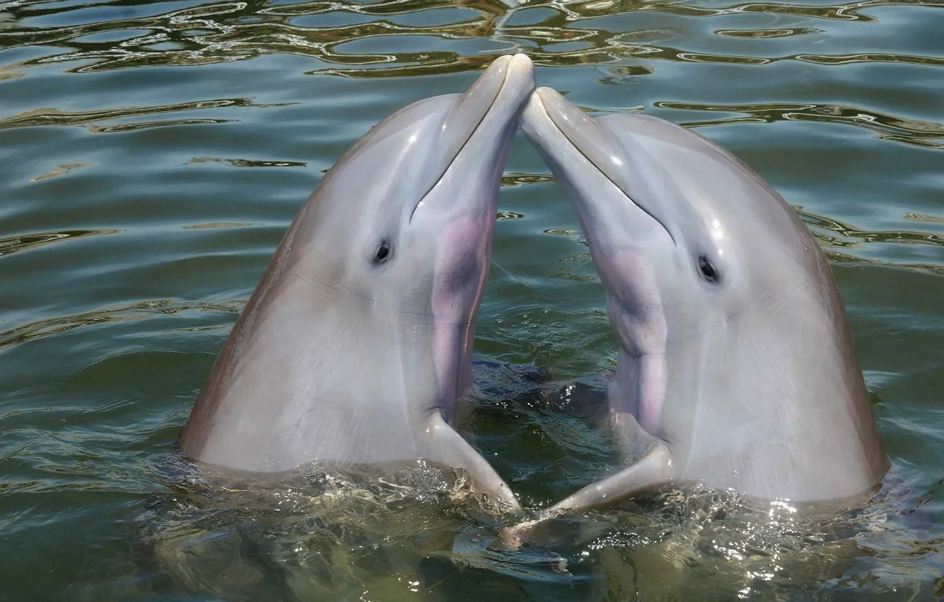 Photo wallpaper water, smile, each, the game, two, friendship, pair, dolphins