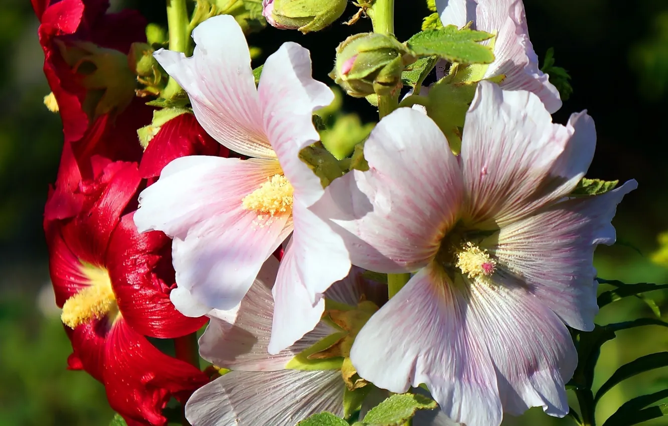 Photo wallpaper flower, garden, blooming