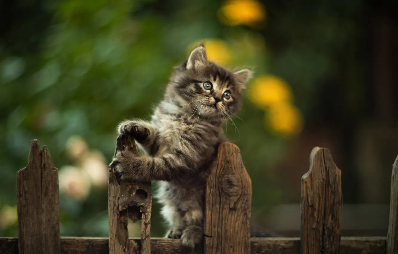 Photo wallpaper grey, the fence, kitty, Yuriy Korotun