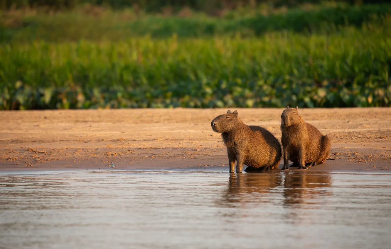 Photo wallpaper shore, two, pair, pond, the capybara, pig capybara, Vdovenko