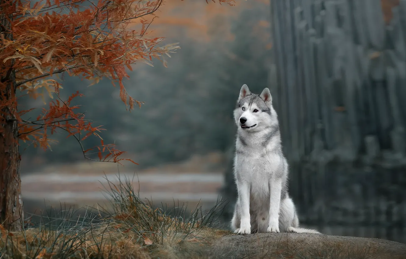 Photo wallpaper autumn, dog, Husky