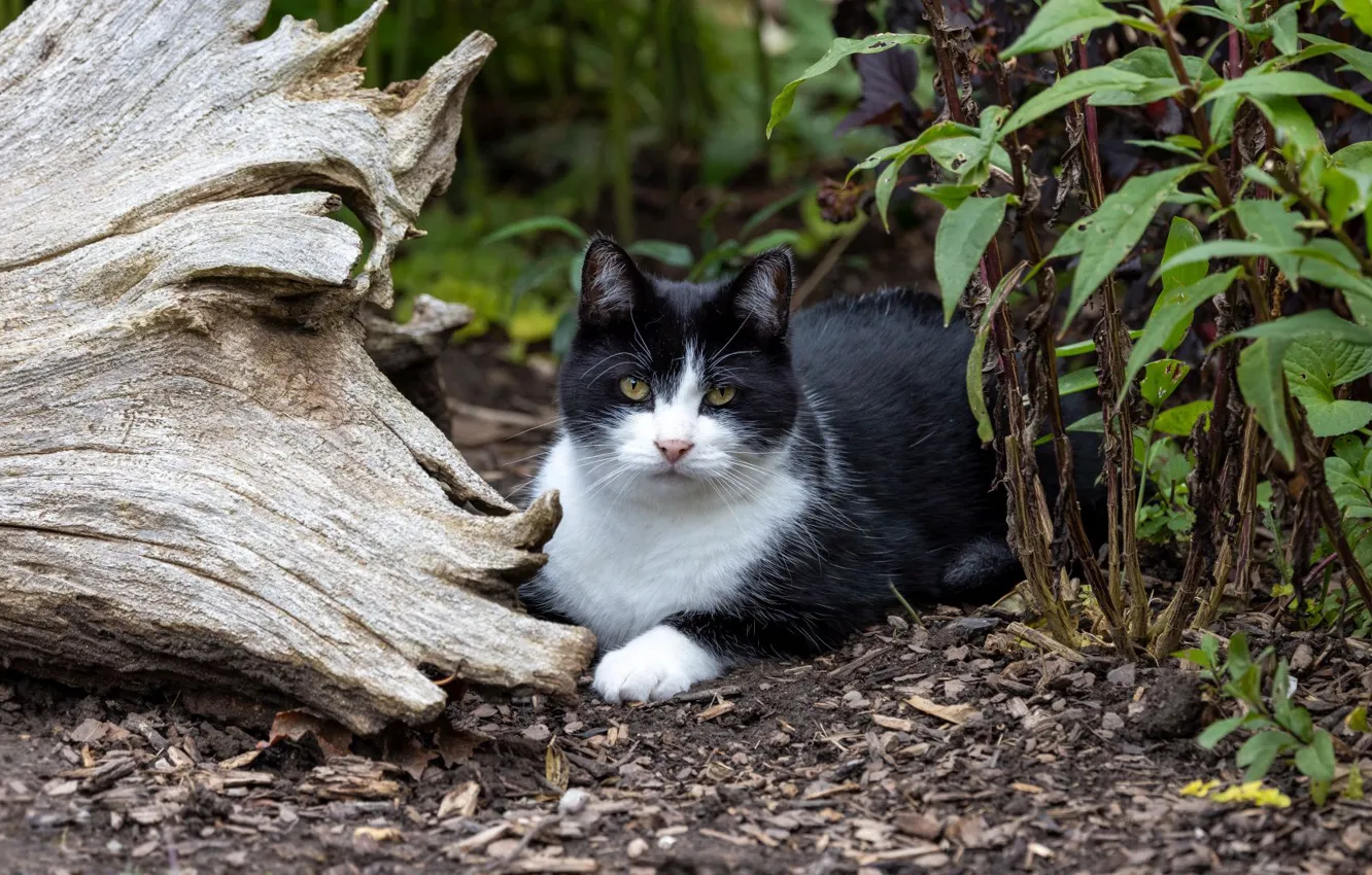 Photo wallpaper cat, cat, look, nature, pose, face