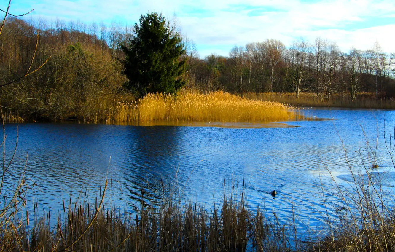 Photo wallpaper forest, water, park, lake, tree