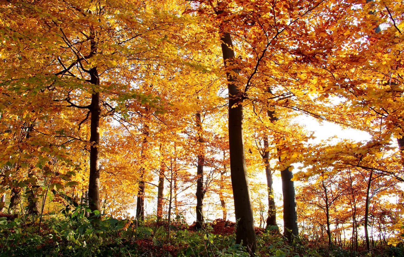 Photo wallpaper autumn, forest, leaves, trees, nature