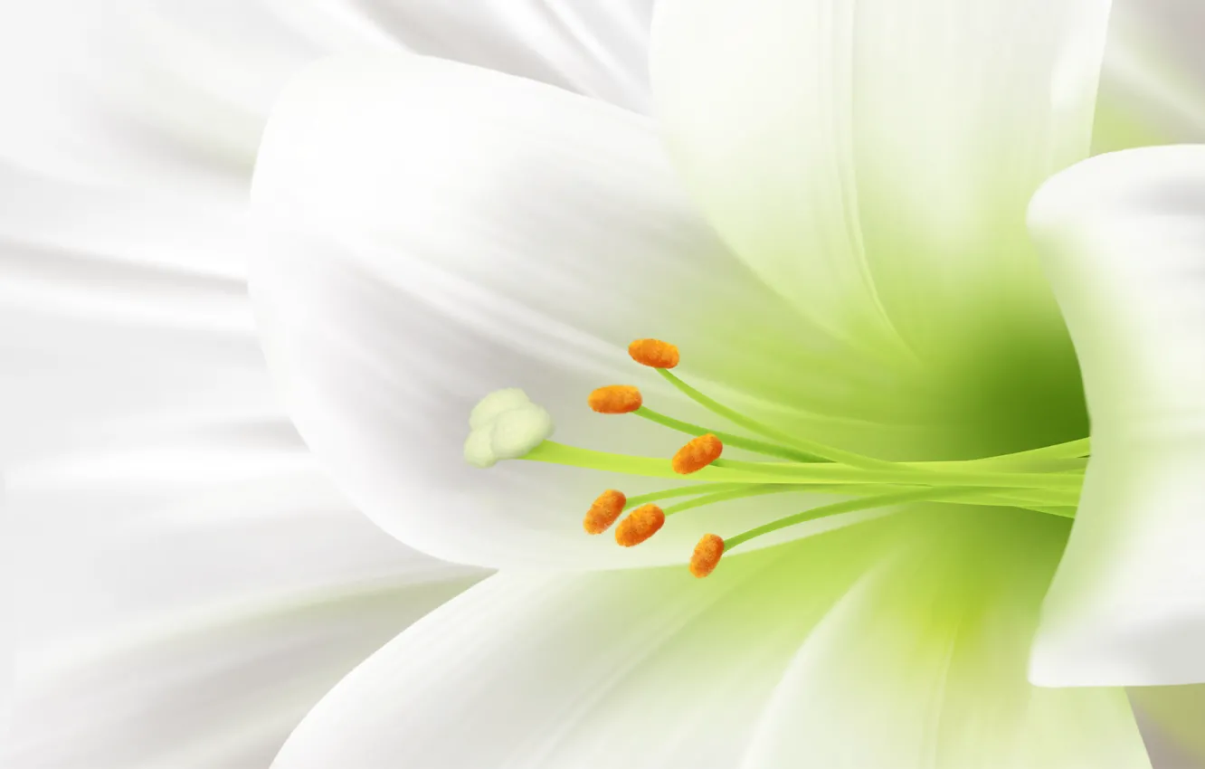 Photo wallpaper tenderness, Lily